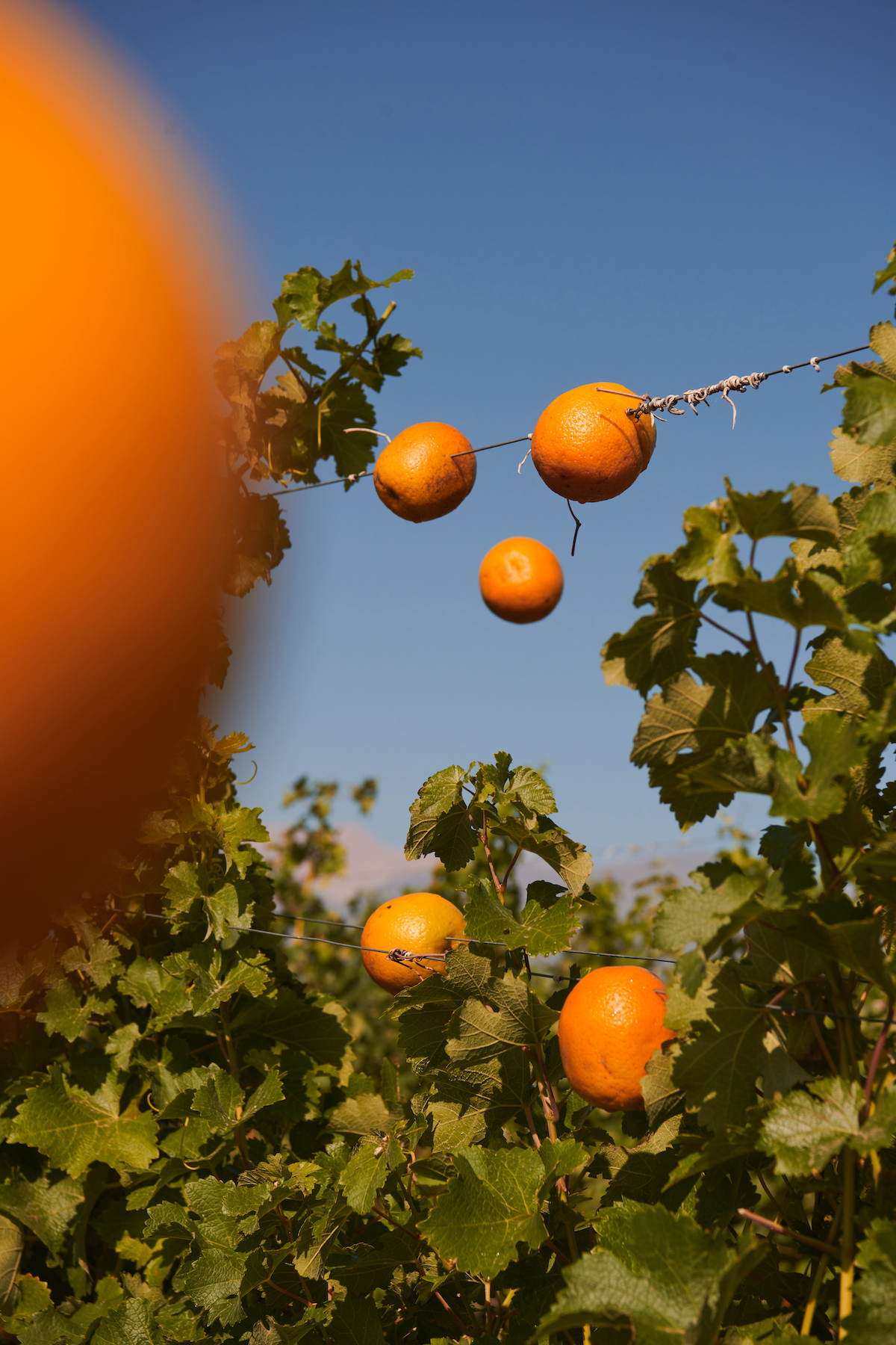 Chandon Garden Spritz is the perfect - Winspear Liquors